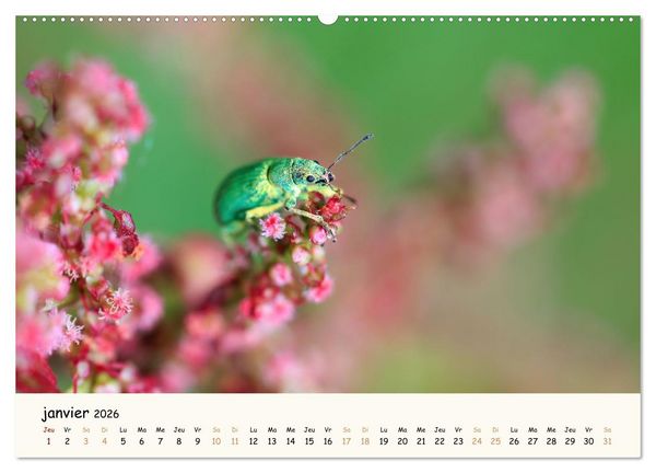 Produktbild: Nos amis les insectes (Calendrier mural 2026 DIN A2 vertical), CALVENDO calendrier mensuel