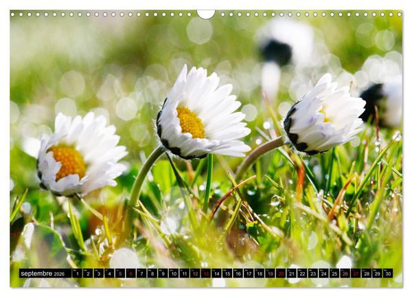Produktbild: Face &agrave; face avec les p&acirc;querettes (Calendrier mural 2026 DIN A3 vertical), CALVENDO calendrier mensuel