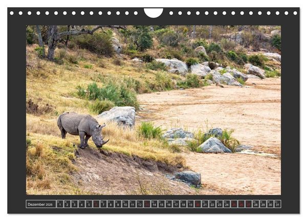 Produktbild: Das Wei&szlig;e Nashorn (Wandkalender 2026 DIN A4 quer), CALVENDO Monatskalender
