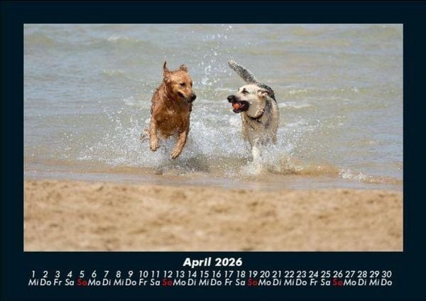 Produktbild: Hundezauber 2026 Fotokalender DIN A5