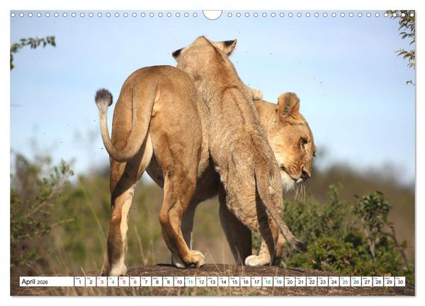 Produktbild: Simba Masai Mara Kenya Africa (Wall Calendar 2026 DIN A3 landscape), CALVENDO 12 Month Wall Calendar