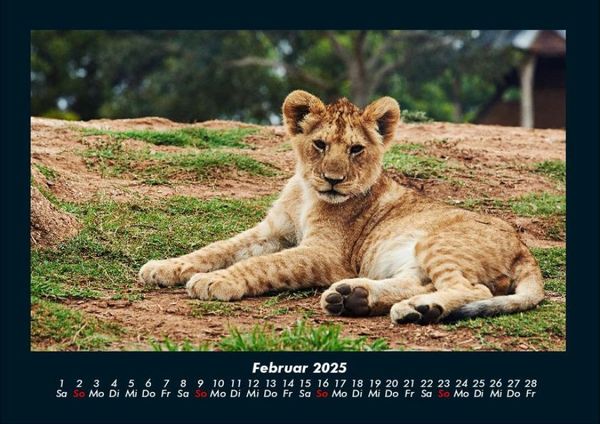 Produktbild: L&ouml;wen in der Wildnis 2025 Fotokalender DIN A4