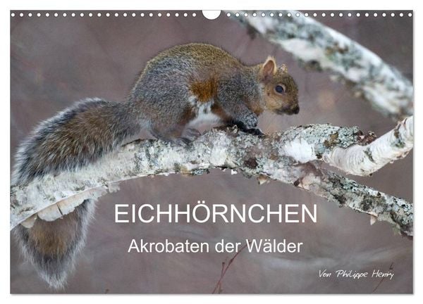 Produktbild: EICHH&Ouml;RNCHEN (Wandkalender 2026 DIN A3 quer), CALVENDO Monatskalender