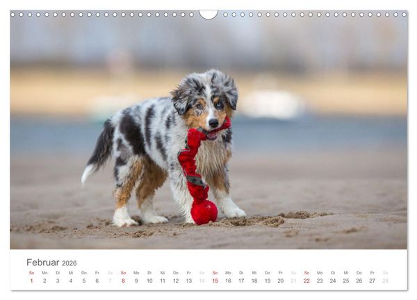 Produktbild: Australian Shepherd 2026 (Wandkalender 2026 DIN A3 quer), CALVENDO Monatskalender