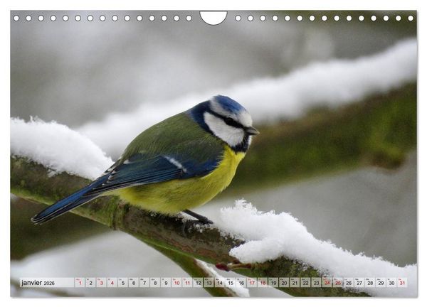 Produktbild: Jolis oiseaux de jardin (Calendrier mural 2026 DIN A4 vertical), CALVENDO calendrier mensuel