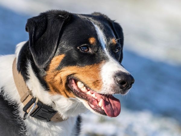 Produktbild: CALVENDO Puzzle Appenzeller Sennenhund 1000 Teile Lege-Gr&ouml;&szlig;e 64 x 48 cm Foto-Puzzle Bild von SchnelleWelten