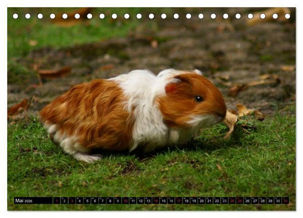 Produktbild: Kuschelige Meerschweinchen (Tischkalender 2026 DIN A5 quer), CALVENDO Monatskalender