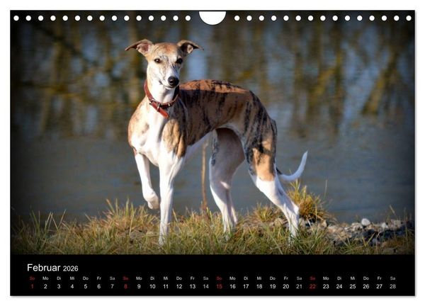 Produktbild: Whippet 2026 (Wandkalender 2026 DIN A4 quer), CALVENDO Monatskalender