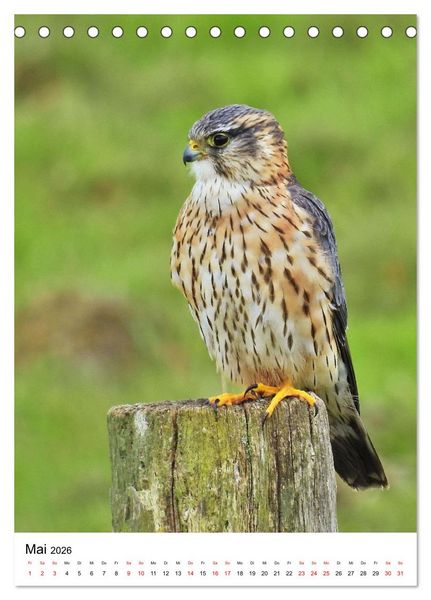 Produktbild: Adler, Eule und Co - Gefiederte J&auml;ger im Portrait (Tischkalender 2026 DIN A5 hoch), CALVENDO Monatskalender
