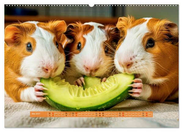 Produktbild: Kleine s&uuml;&szlig;e Meerschweinchen (Wandkalender 2027 DIN A2 quer), CALVENDO Monatskalender