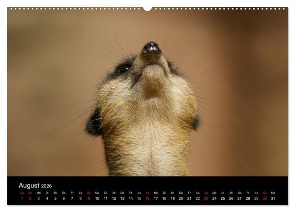 Produktbild: Erdm&auml;nnchen &ndash; Zusammen sind wir stark / CH-Version (Wandkalender 2026 DIN A2 quer), CALVENDO Monatskalender