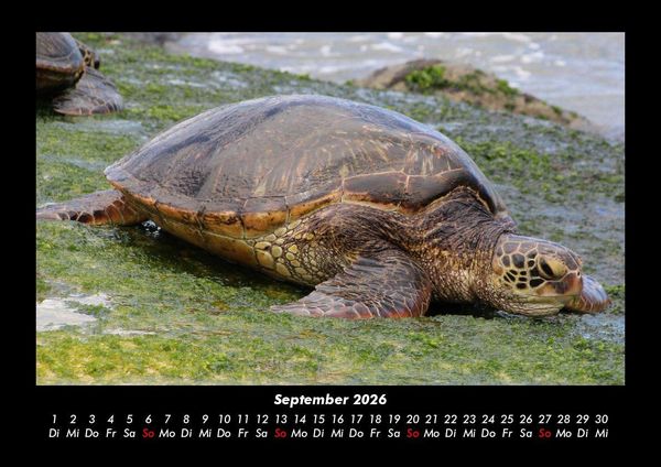 Produktbild: Schildkr&ouml;tenzauber 2026 Fotokalender DIN A3