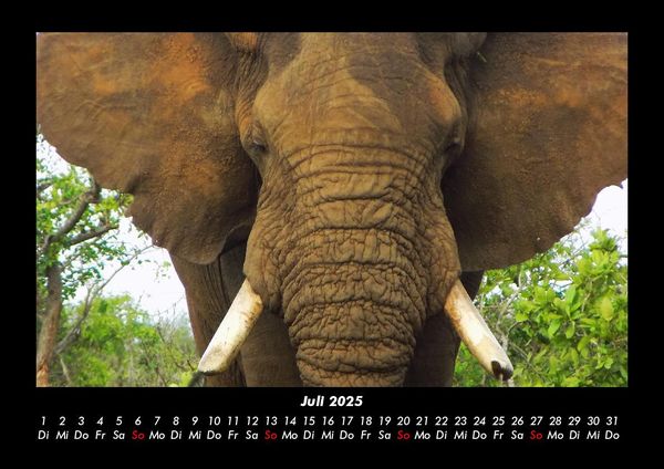 Produktbild: Elefanten - Die sanften Riesen Afrikas 2025 Fotokalender DIN A3