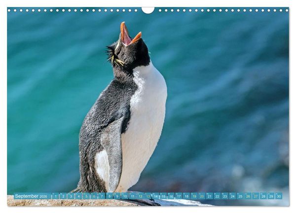 Produktbild: Pinguine: Gehupft wie gesprungen (Wandkalender 2026 DIN A3 quer), CALVENDO Monatskalender