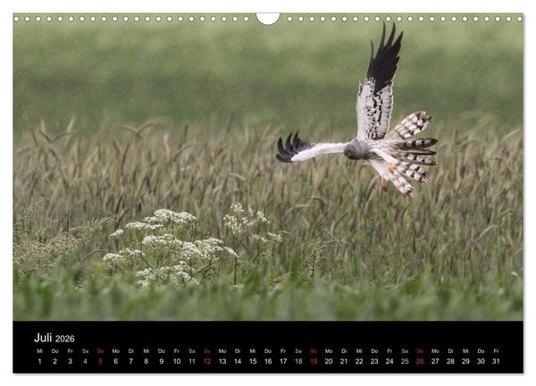 Produktbild: Wiesenweihen in Deutschland (Wandkalender 2026 DIN A3 quer), CALVENDO Monatskalender