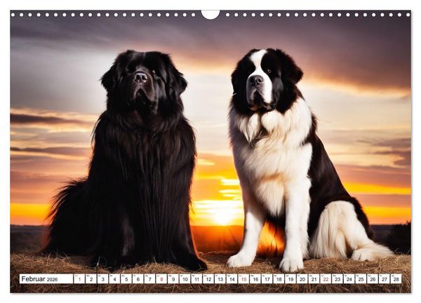 Produktbild: Neufundl&auml;nder - Liebenswerte B&auml;ren (Wandkalender 2026 DIN A3 quer), CALVENDO Monatskalender