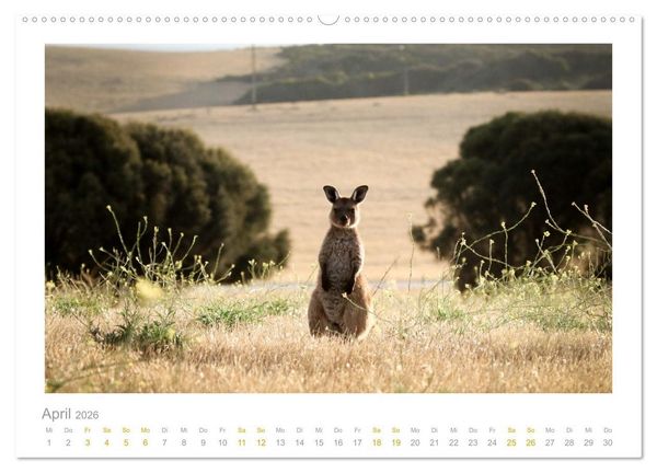 Produktbild: Ein L&auml;cheln f&uuml;r die Tierwelt (Wandkalender 2026 DIN A2 quer), CALVENDO Monatskalender