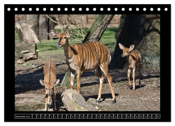 Produktbild: Dresdner Zootiere 2026 (Tischkalender 2026 DIN A5 quer), CALVENDO Monatskalender