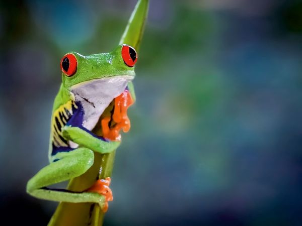Produktbild: Rotaugenlaubfrosch (Agalychnis callidryas) (Puzzle)