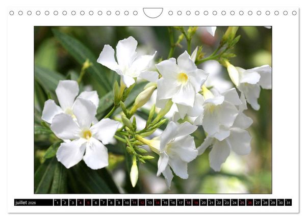 Produktbild: Charmantes fleurs blanches (Calendrier mural 2026 DIN A4 vertical), CALVENDO calendrier mensuel