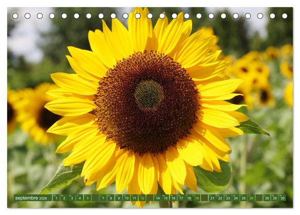 Produktbild: La beaut&eacute; des fleurs (Calendrier de bureau 2026 DIN A5 vertical), CALVENDO calendrier mensuel