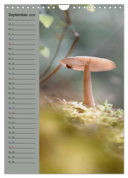 Produktbild: Pastell-Zauber (Wandkalender 2026 DIN A4 hoch), CALVENDO Monatskalender