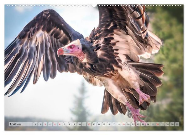 Produktbild: Faszinierende Greifv&ouml;gel hautnah (hochwertiger Premium Wandkalender 2026 DIN A2 quer), Kunstdruck in Hochglanz