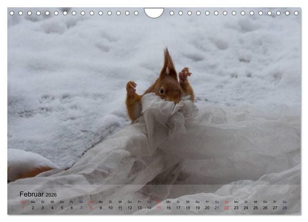 Produktbild: Spa&szlig; mit Eichh&ouml;rnchen! (Wandkalender 2026 DIN A4 quer), CALVENDO Monatskalender