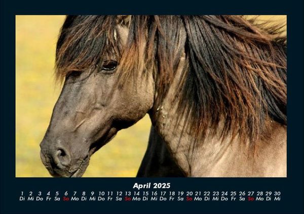 Produktbild: Pferdetraum 2025 Fotokalender DIN A4