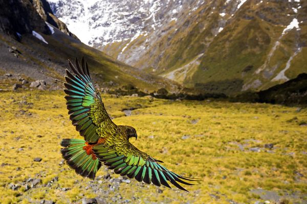 Produktbild: Wildes Neuseeland - Inseln am Ende der Welt