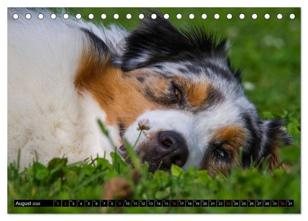 Produktbild: Bekannt wie ein bunter Hund. Australian Shepherd (Tischkalender 2026 DIN A5 quer), CALVENDO Monatskalender