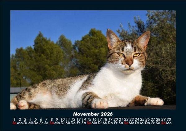 Produktbild: F&uuml;r Katzenfreunde 2026 Fotokalender DIN A5