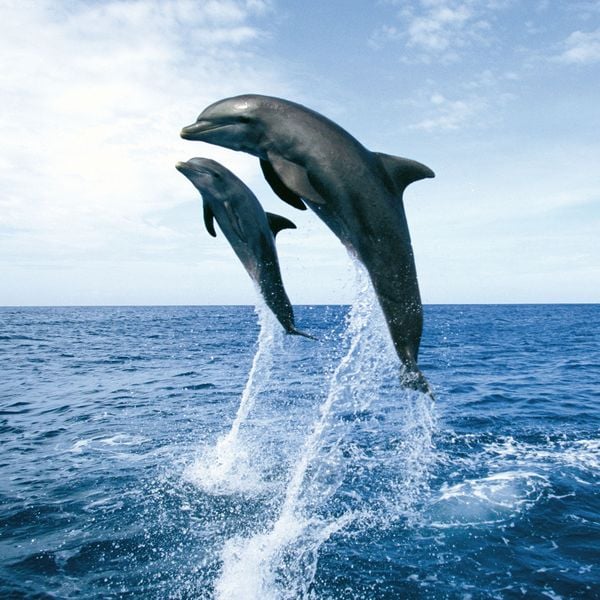 Produktbild: Dolphins/Delfine 2024