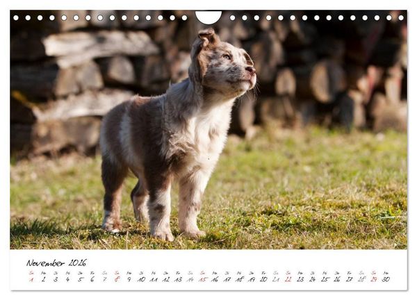 Produktbild: Aussie Welpen 2026 (Wandkalender 2026 DIN A4 quer), CALVENDO Monatskalender
