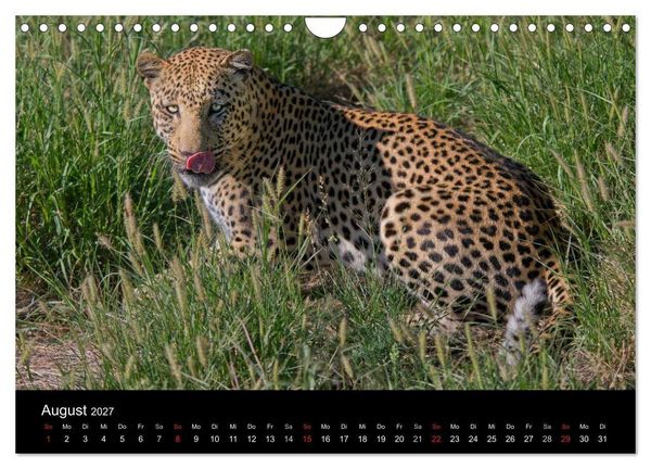 Produktbild: Afrikas Raubkatzen (Wandkalender 2027 DIN A4 quer), CALVENDO Monatskalender