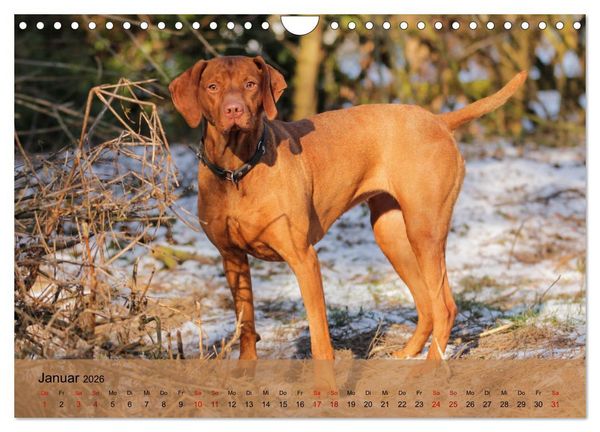 Produktbild: Magyar Vizsla - Ungarischer Vorstehhund (Wandkalender 2026 DIN A4 quer), CALVENDO Monatskalender