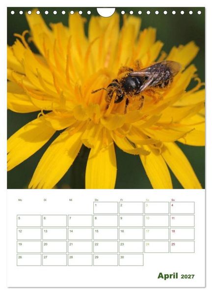 Produktbild: Bienen-Terminplaner 2027 (Wandkalender 2027 DIN A4 hoch), CALVENDO Monatskalender