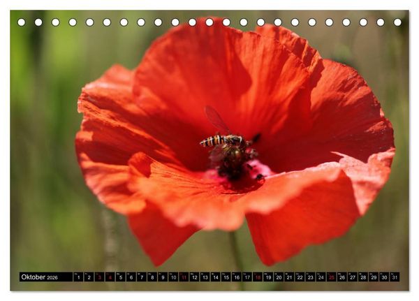 Produktbild: Mohnblumen (Tischkalender 2026 DIN A5 quer), CALVENDO Monatskalender