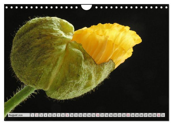 Produktbild: Prachtvolle Mohnbl&uuml;ten (Wandkalender 2026 DIN A4 quer), CALVENDO Monatskalender