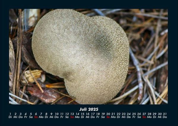 Produktbild: Pilzkalender 2025 Fotokalender DIN A4