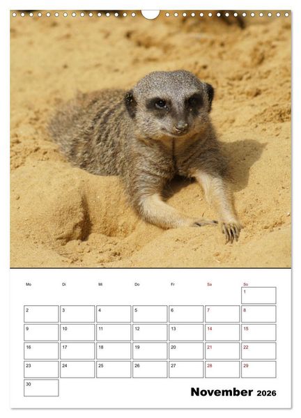 Produktbild: Niedliche Erdm&auml;nnchen (Wandkalender 2026 DIN A3 hoch), CALVENDO Monatskalender
