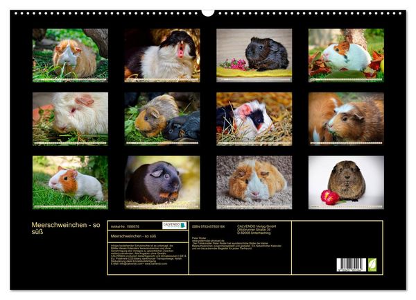 Produktbild: Meerschweinchen - so s&uuml;&szlig; (Wandkalender 2026 DIN A2 quer), CALVENDO Monatskalender