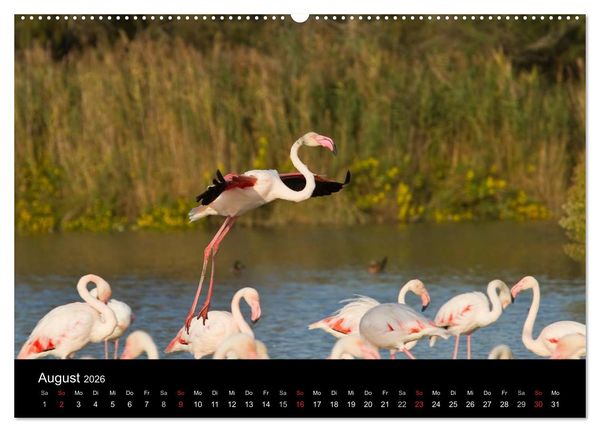 Produktbild: Flamingos der Camargue 2026 (hochwertiger Premium Wandkalender 2026 DIN A2 quer), Kunstdruck in Hochglanz