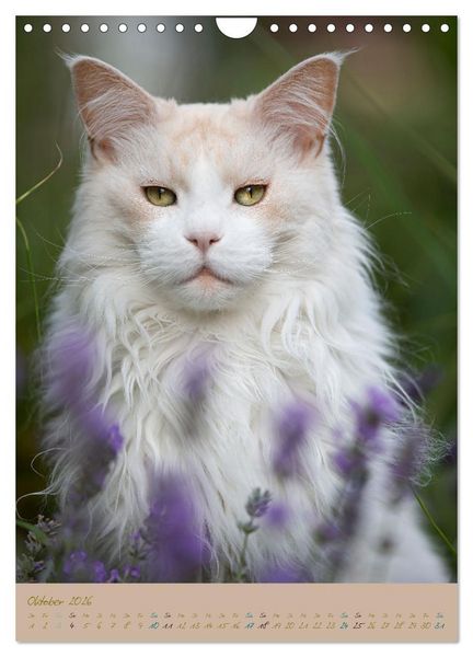 Produktbild: Pl&uuml;schige Katzen im Garten (Wandkalender 2026 DIN A4 hoch), CALVENDO Monatskalender