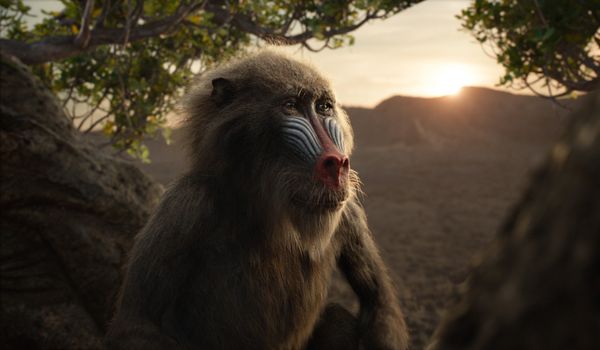 Produktbild: Der K&ouml;nig der L&ouml;wen