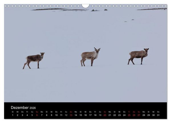 Produktbild: Tierkalender 2026 (Wandkalender 2026 DIN A3 quer), CALVENDO Monatskalender