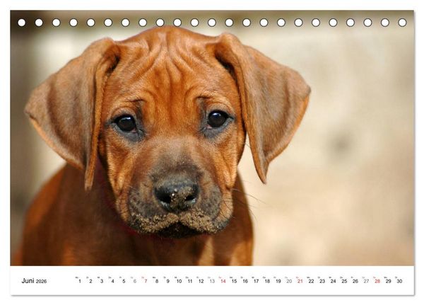 Produktbild: Rhodesian Ridgeback Welpen (Tischkalender 2026 DIN A5 quer), CALVENDO Monatskalender