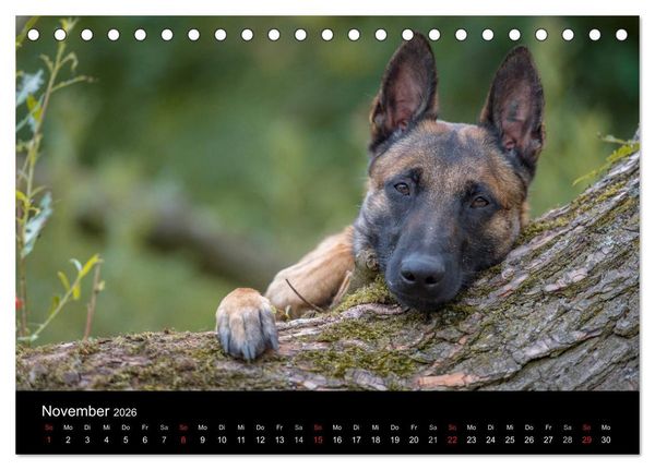 Produktbild: Belgischer Sch&auml;ferhund - Der Malinois (Tischkalender 2026 DIN A5 quer), CALVENDO Monatskalender