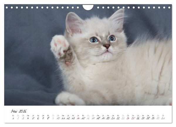 Produktbild: Ragdoll Kitten (Wandkalender 2026 DIN A4 quer), CALVENDO Monatskalender