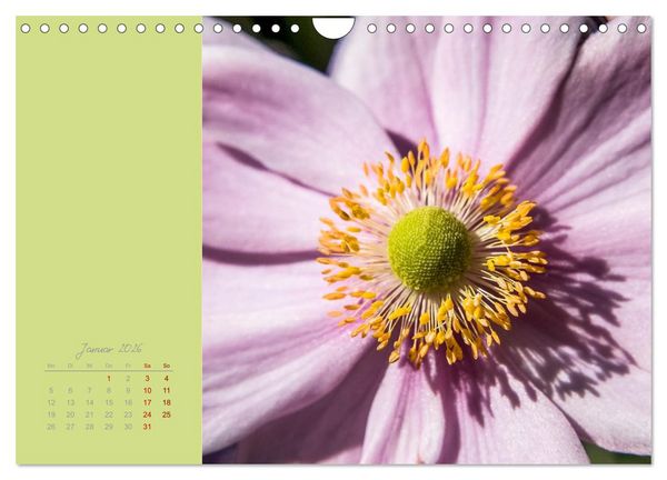 Produktbild: Bl&uuml;tenstil (Wandkalender 2026 DIN A4 quer), CALVENDO Monatskalender